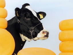 Irmãos Brant - Seleção genética além da gordura e proteína: 4 características do leite para implantar no seu programa de melhoramento genético