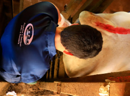 Irmãos Brant - IATF: Benefícios para rebanhos bovinos e importância do médico veterinário.