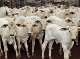 Irmãos Brant - Como a personalidade das bezerras pode afetar seu desempenho?