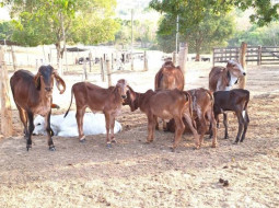 Irmãos Brant - Boi/Cepea: Poder de compra frente ao bezerro é o menor em 2 anos