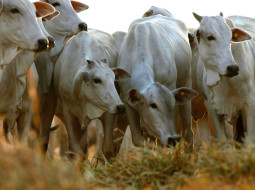 Irmãos Brant - Rastreabilidade individual de bovinos: como o Brasil vai monitorar 100% do seu rebanho até 2032?