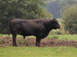 Irmãos Brant - Verminose bovina: controle eficiente garante arrobas extras no bolso do pecuarista