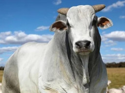 Irmãos Brant - Mercado do boi gordo começa semana com preço estável