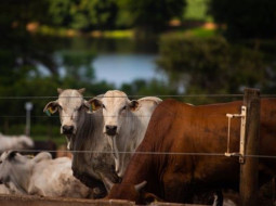 Irmãos Brant - Boi gordo: ambiente de negócios sugere por retomada de altas, diz analista