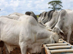 Irmãos Brant - Aumento da oferta para abate pressiona cotações do boi gordo