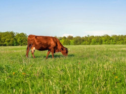 Irmãos Brant - Estudo com mais de 100 fazendas revela que 70% têm modelo de baixo impacto ambiental