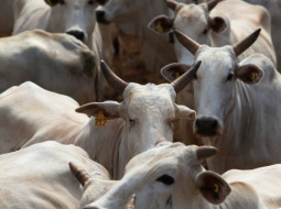 Irmãos Brant - Boi gordo: cotações têm novas quedas