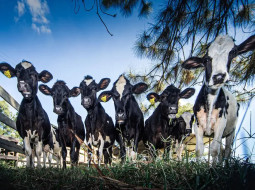 Irmãos Brant - Tripanossomose bovina: como identificar e tratar sem pesar no bolso?