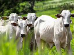Irmãos Brant - Boi gordo – mais um dia de arroba em alta; veja preços