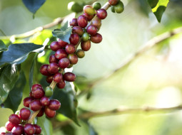 Irmãos Brant - Exportações do agronegócio mineiro alcançam US$ 15,3 bilhões em 2022 e atingem novo recorde