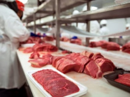 Irmãos Brant - Governo e frigoríficos vão discutir regulamentação do autocontrole no abate animal