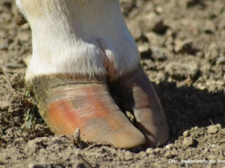 Irmãos Brant - Pata doente de boi pode quebrar confinamento