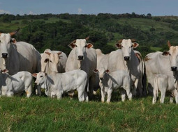 Irmãos Brant - Preços da arroba do boi gordo mantém alta? Veja cotações