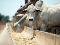 Irmãos Brant - RIP e TIP: após 20 anos, saiba como técnicas dão bois mais pesados e maior renda ao pecuarista
