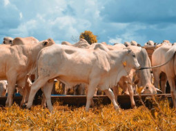 Irmãos Brant - Seca e demanda fazem boi subir 24% em pouco mais de um mês