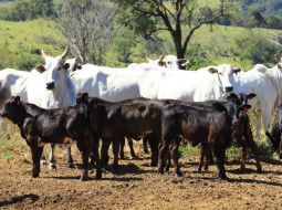 Irmãos Brant - Além do couro, indústria transforma boi em 250 subprodutos