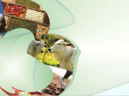 Irmãos Brant - SEAPA – Confira os dados conjunturais do dia 03/01/2025