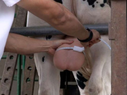 Irmãos Brant - Embrapa lança 1° aplicativo para exame andrológico de bovinos do Brasil