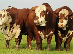 Irmãos Brant - Bovinos: estudo mostra como pelagem influencia adaptação às mudanças climáticas