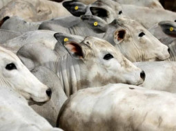 Irmãos Brant - Boi gordo: possibilidade de alta anima pecuaristas; veja cotações