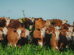 Irmãos Brant - Pecuária leiteira requer gestão de dados para ser mais eficiente, diz pesquisador