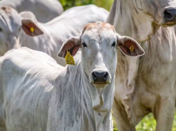 Irmãos Brant - Entenda por que o preço do boi gordo subiu 24% em pouco mais de um mês