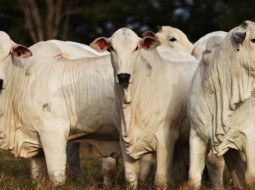 Irmãos Brant - Novilha gorda e boi-China sobem no mercado paulista, informa Scot