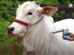 Irmãos Brant - Mudanças na legislação pecuária do estado visam mais proteção do rebanho mineiro