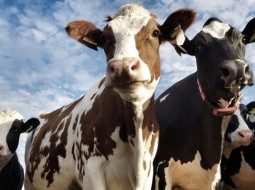 Irmãos Brant - Cuidados com a suplementação mineral na época das chuvas