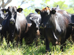 Irmãos Brant - Confinamento de gado teve redução de custos em janeiro