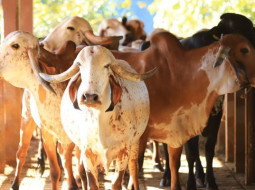 Irmãos Brant - Gestão da propriedade leiteira: sem diagnóstico certo, o problema não vai embora!