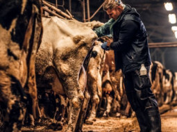 Irmãos Brant - IATF: especialista alerta que esta é a grande opção para não atrasar a estação de monta