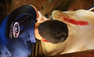 Avaliação Reprodutiva