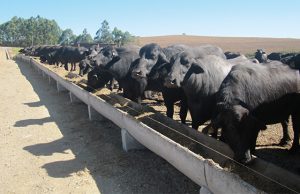 Consultoria em Búfalos