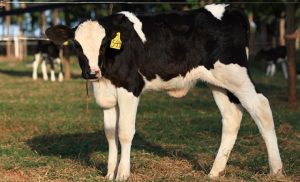 Melhoramento Genético