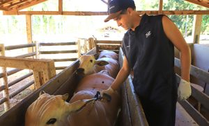 Planejamento Sanitário