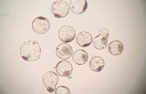 Produção de Embriões