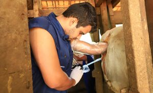 Transferência de Embriões