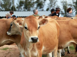 Irmãos Brant - Jersey: estratégias para sucesso na produção de leite a pasto com sêmen sexado