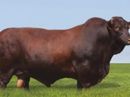 Irmãos Brant - Justus da Taquari: morre touro que marcou evolução em melhoramento genético