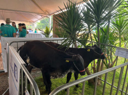 Irmãos Brant - 38º Leilão Alvoar: Excelência Genética ao Alcance dos Produtores