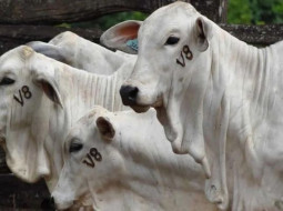 Irmãos Brant - Primeira etapa de vacinação contra brucelose em Minas Gerais é prorrogada