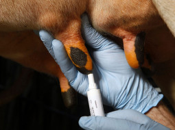 Irmãos Brant - Mastite: Prevenção e controle para a qualidade do leite