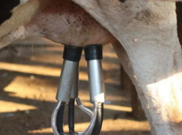 Irmãos Brant - Mastite bovina custa R$ 500 por vaca! Conheça as tecnologias para não cair no prejuízo