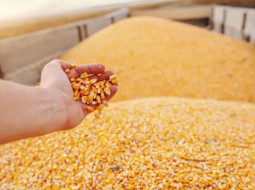 Irmãos Brant - Farelo e óleo de milho passam a ter mesmo tratamento tributário da soja