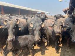 Irmãos Brant - Parceria Promissora para Produção de Embriões Bubalinos na Fazenda Brasil Morada dos Búfalos