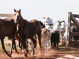 Irmãos Brant - Raiva em herbívoros é fatal e pode ser prevenida com vacinação de rebanhos e controle da população de morcegos