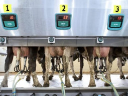 Irmãos Brant - Produtores de lácteos pedem ampliação de medidas para conter importações