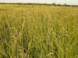 Irmãos Brant - Por que se investe tão pouco na recuperação de pastagens quando se sabe que os benefícios compensam com folga os custos?