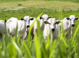 Irmãos Brant - Mapa investe no zoneamento da produção forrageira para pecuária